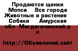 Продаются щенки Мопса. - Все города Животные и растения » Собаки   . Амурская обл.,Магдагачинский р-н